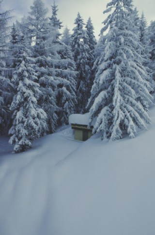 雪中的松树林