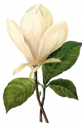 彩色小鸟插画高清鸟类手绘图片图片-图行天下图库