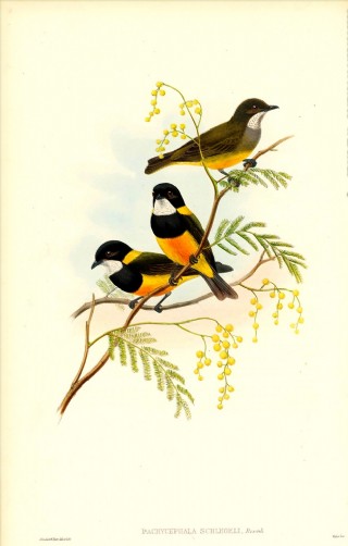 手绘小鸟 彩色插画 花鸟画